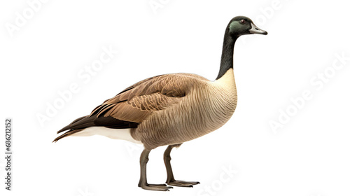 goose transparent background PNG isolated