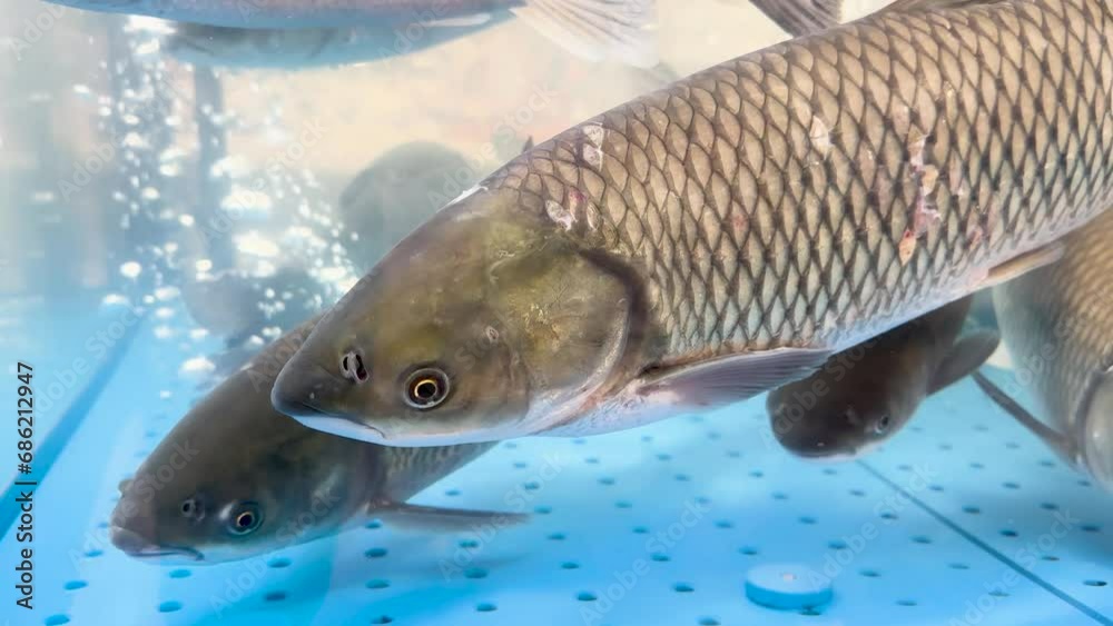 Carp swimming in fish supermarket aquarium. Transparent water with carp fish. Fish background