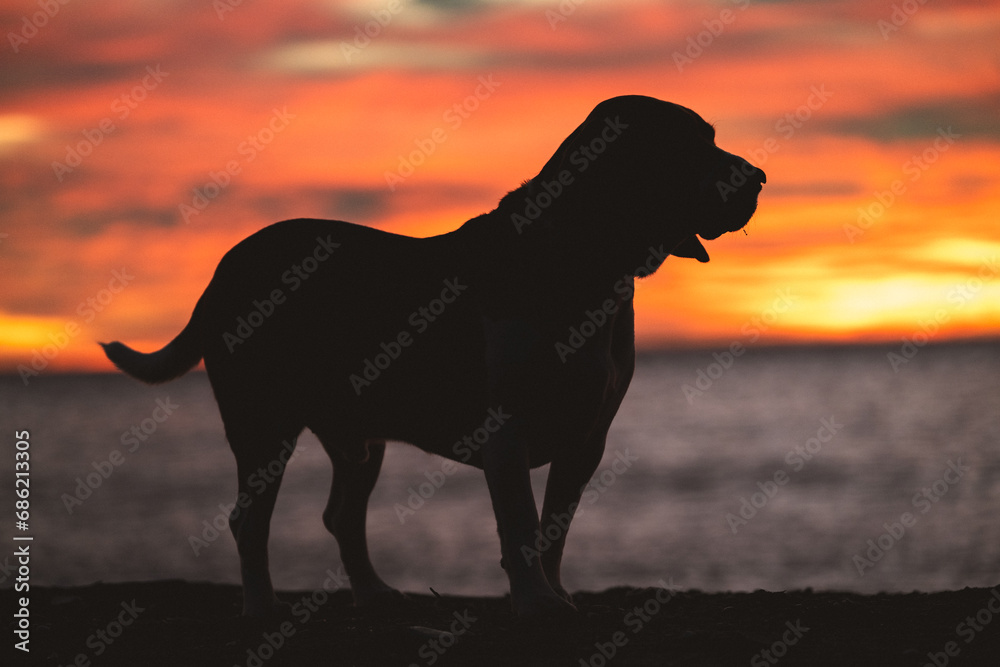 Silueta de perro Beagle quieto en la playa al amanecer. Perro jugando en la arena mientras amanece. Sacar de paseo a mascota por la mañana temprano. Silueta de perro Beagle quieto en la playa al amanecer. Perro jugando en la arena mientras amanece. Sacar de paseo a mascota por la mañana temprano.