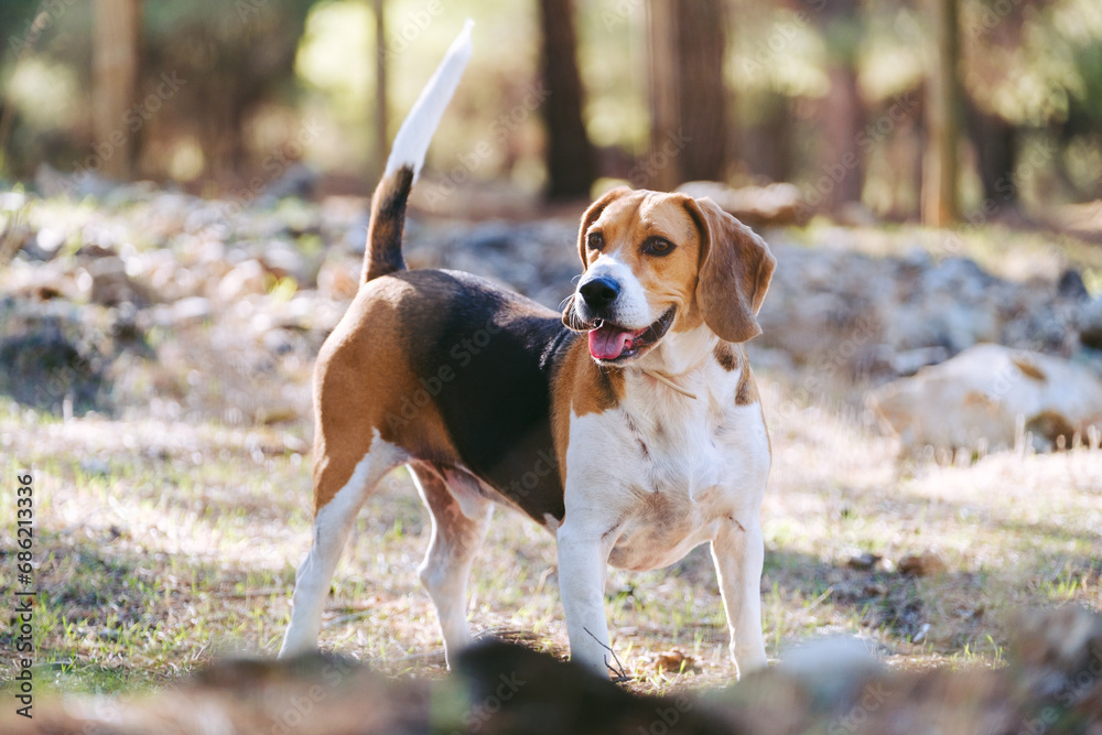 Bonito beagle en el campo. Perro cansado mirando al horizonte. 