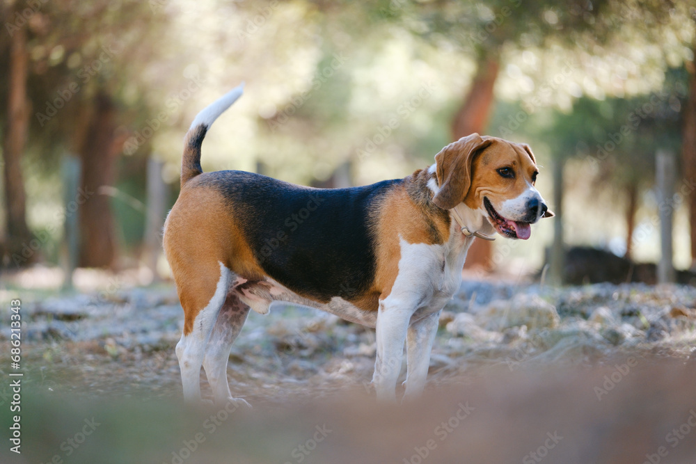 Bonito beagle en el campo. Perro cansado mirando al horizonte. Bonito beagle en el campo. Perro cansado mirando al horizonte.