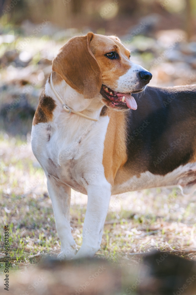 Foto vertical de perro Beagle fuerte en la naturaleza.