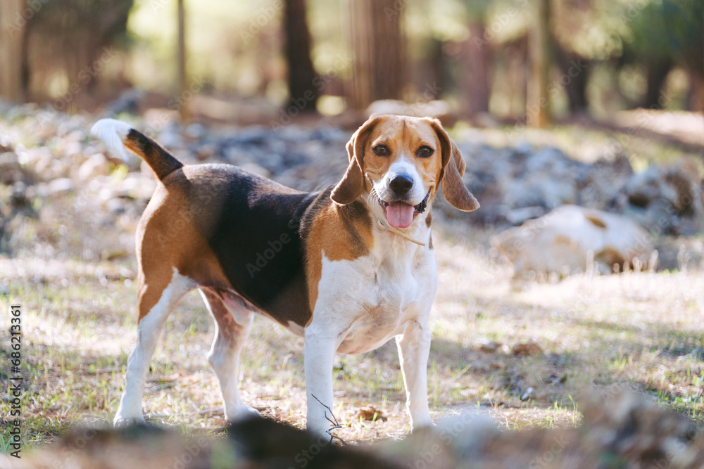 Bonito beagle en el campo. Perro cansado mirando al horizonte. Bonito beagle en el campo. Perro cansado mirando al horizonte.