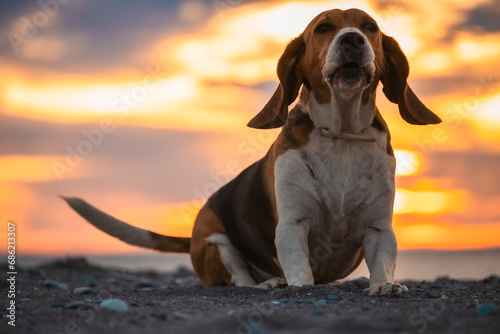 Beagle ladrando en la playa al amanecer. Perro jugando en la arena mientras amanece. Sacar de paseo a mascota por la mañana temprano.  photo