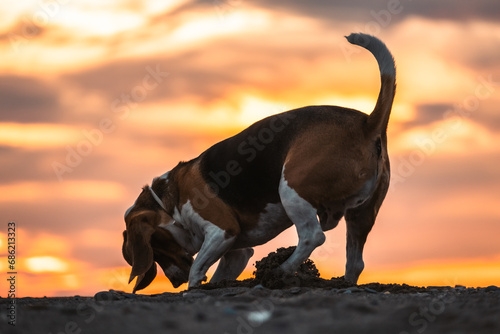 Beagle buscando algo en la arena de la playa mientras amanece. Perro jugando en la arena mientras amanece. Sacar de paseo a mascota por la mañana temprano.  photo