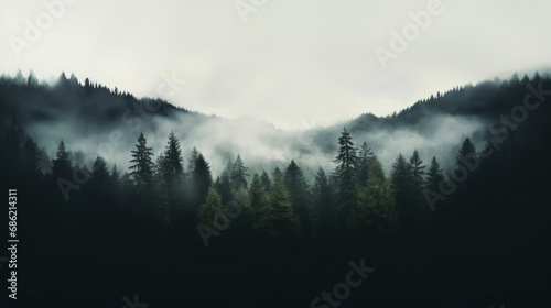 Foggy forest 