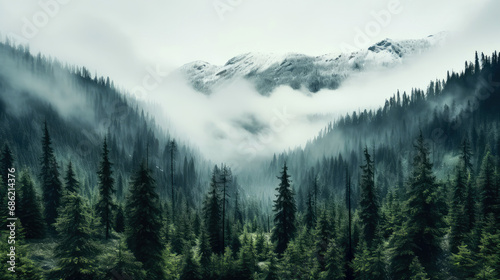 Foggy mountains landscape with coniferous forest  © Faith Stock
