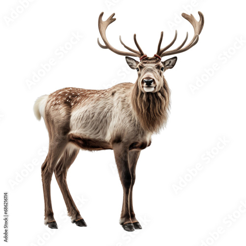 A Reindeer with beautiful horns on his head