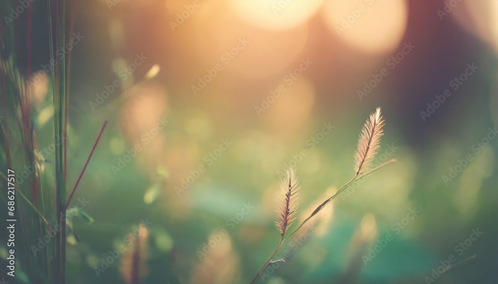 wild grass in the forest at sunset macro image shallow depth of field abstract summer nature background vintage filter - obrazy, fototapety, plakaty 