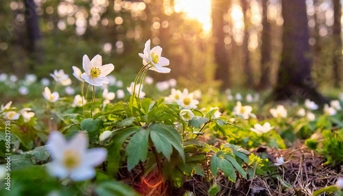 beautiful white flowers of anemones in spring in a forest close up in sunlight in nature spring forest landscape with flowering primroses #686217718