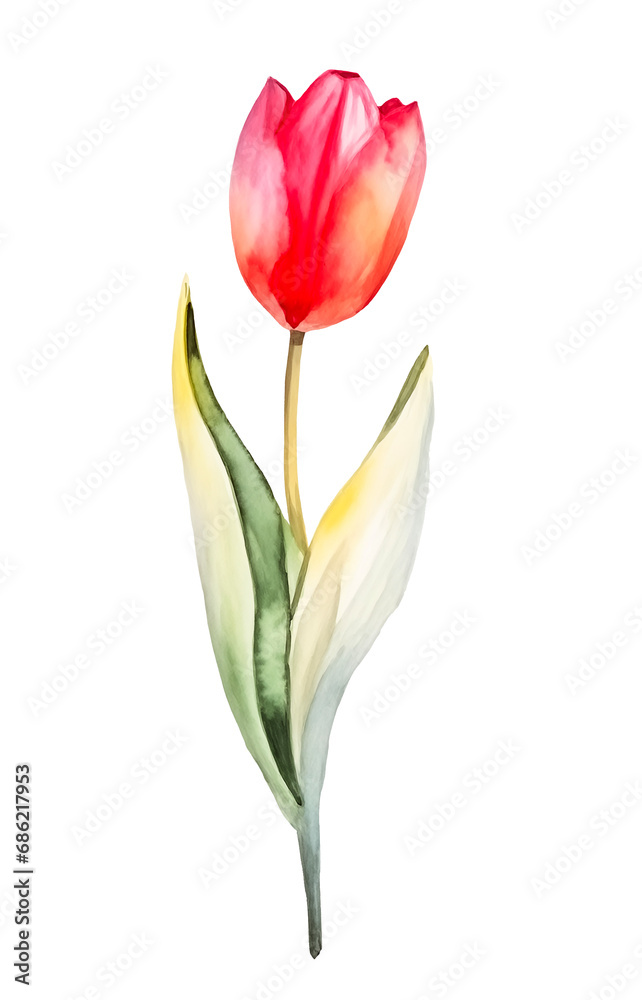 Tulip isolated on white background. watercolor painting