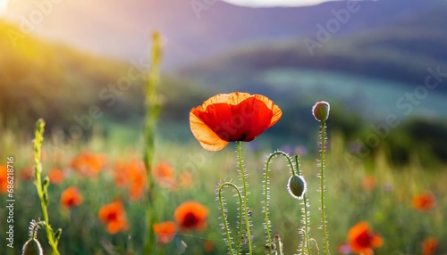 open bud of red poppy flower in the field wonderful sunny afternoon weather of mountainous countryside blurred background