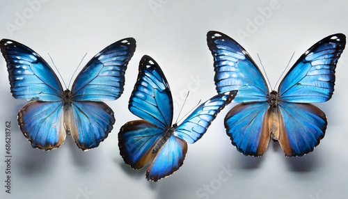 three blue butterflies on a white background photo