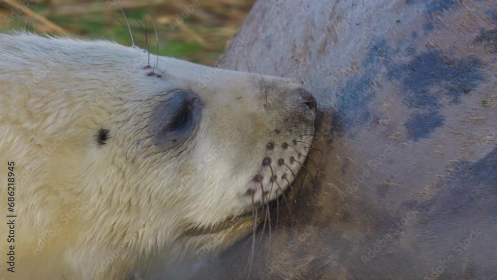 Atlantic Grey seal population breeding season, white-furred pups. Mothers suckling, stroking. Seals bask in warm November sun, pups and moms bonding. Atlantic Grey seal population breeding season, white-furred pups. Mothers suckling, stroking. Seals bask in warm November sun, pups and moms bonding.