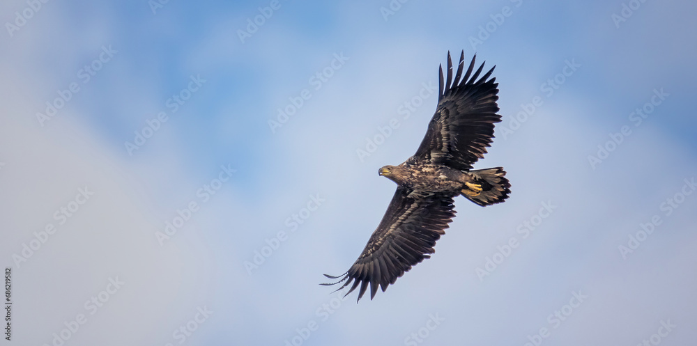 Obraz premium adult White-tailed eagle in flight.