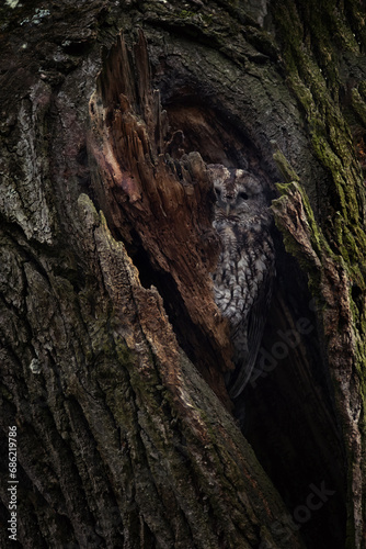 A Strix aluco owl peeks out of its cavity in a tree, lurking for food.