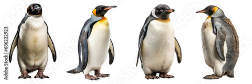 Collection of penguins isolated on white background photo
