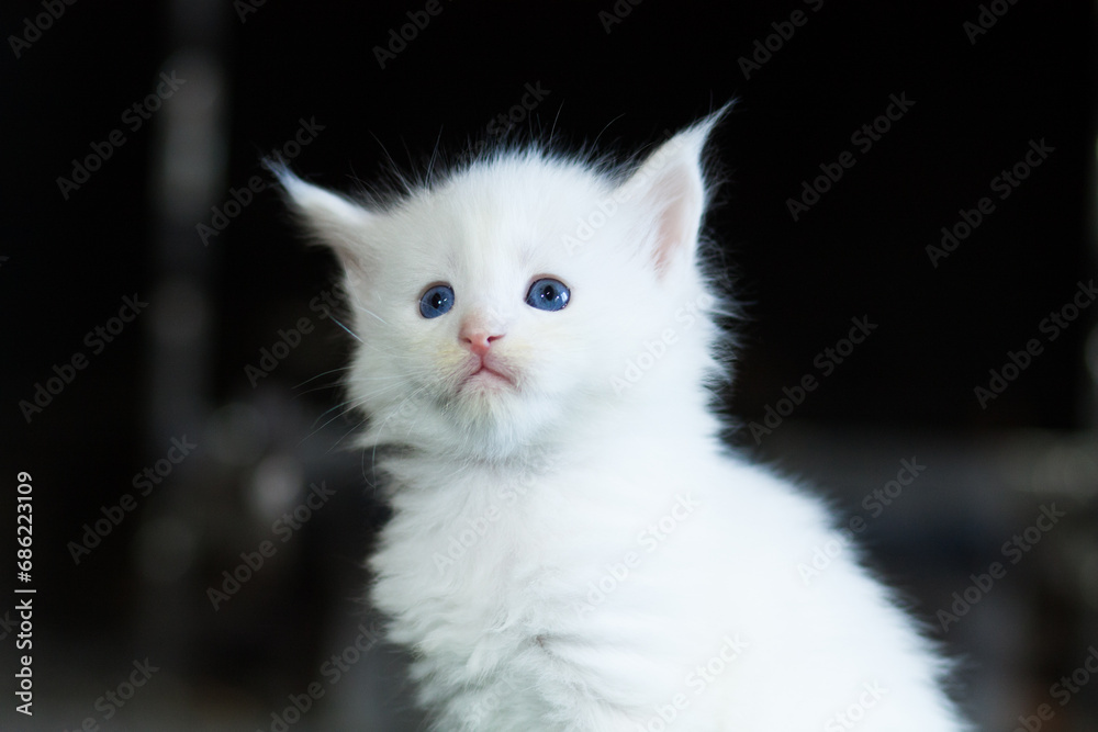 portrait white kitten Maine Coon blue eyes