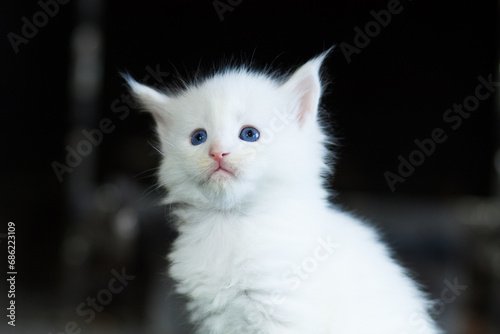 Fototapeta Naklejka Na Ścianę i Meble -  portrait white kitten Maine Coon blue eyes