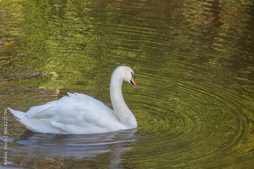 Beauittful white swan swims in a pond white green leaves of trees reflect on the surface Beauittful white swan swims in a pond white green leaves of trees reflect on the surface