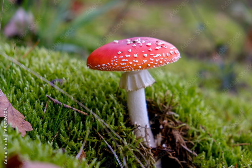 Beautiful mushrooms on the forest floor in the sunshine. Close-up of beautiful mushrooms in the sunshine in autumn, taken in Bavaria. Beautiful mushrooms on the forest floor in the sunshine. Close-up of beautiful mushrooms in the sunshine in autumn, taken in Bavaria.