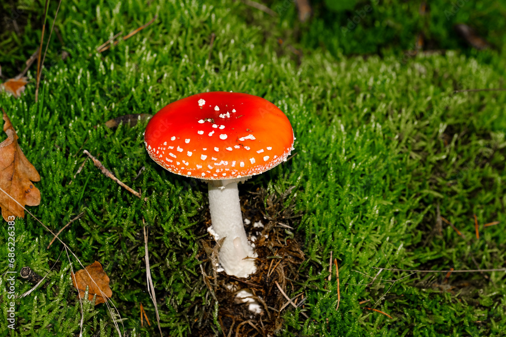 Beautiful mushrooms on the forest floor in the sunshine. Close-up of beautiful mushrooms in the sunshine in autumn, taken in Bavaria. Beautiful mushrooms on the forest floor in the sunshine. Close-up of beautiful mushrooms in the sunshine in autumn, taken in Bavaria.