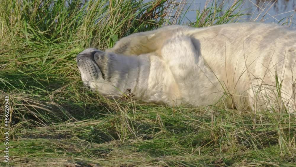 Grey seals breed, newborn pups in white fur. Mothers suckle, stroke, bond. Seals bask in the warm November sun, fostering play between pups and moms. Grey seals breed, newborn pups in white fur. Mothers suckle, stroke, bond. Seals bask in the warm November sun, fostering play between pups and moms.