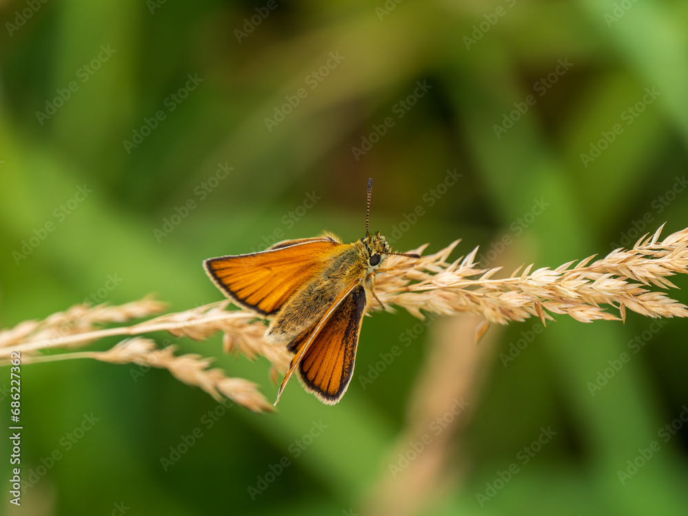 Essex Skipper Resting on a Grass Seed Head Essex Skipper Resting on a Grass Seed Head