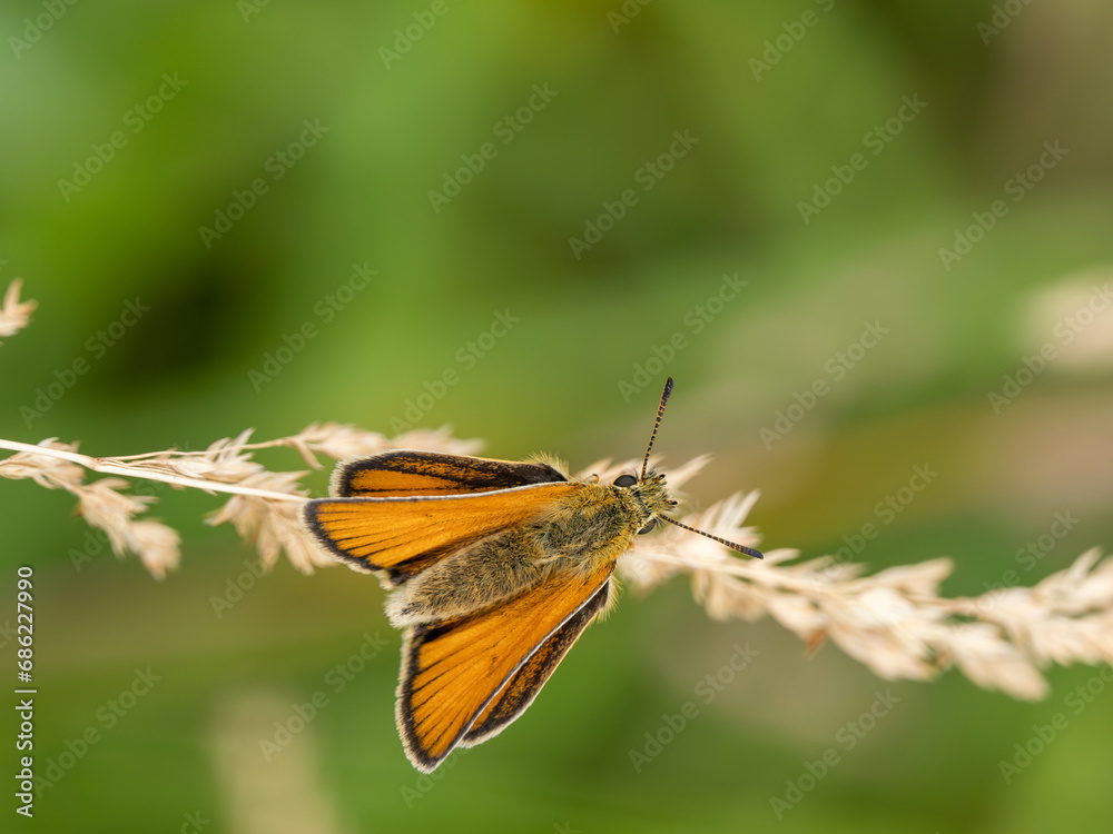 Essex Skipper Resting on a Grass Seed Head Essex Skipper Resting on a Grass Seed Head