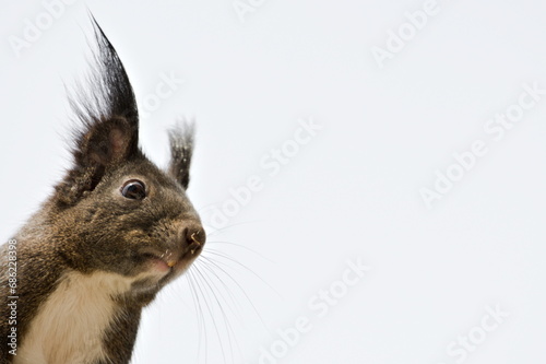 Close-up portrait of curious Sciurus vulgaris cute european squirrel (black form) is climbing on the residential building in Czech republic. Copy space for placement of text. photo