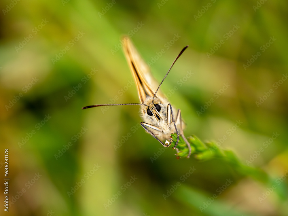 Female Marbled White Butterfly on a Grass Stem Female Marbled White Butterfly on a Grass Stem