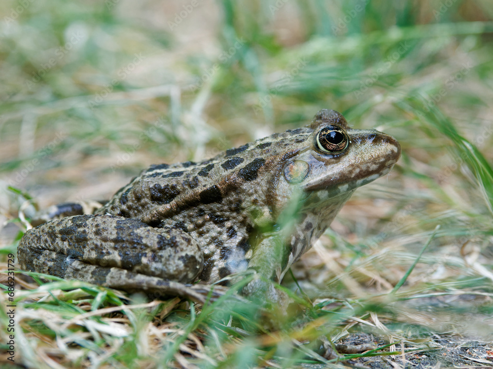 Teichfrosch, Pelophylax esculentus, Rana esculenta, Wasserfrosch Teichfrosch, Pelophylax esculentus, Rana esculenta, Wasserfrosch