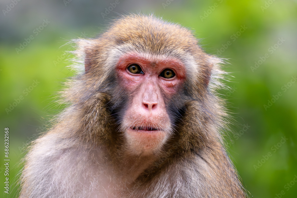 Japanese Macaque - Macaca fuscata, beautiful unique primate native to Japanese mountains, woodlands and forests. Japanese Macaque - Macaca fuscata, beautiful unique primate native to Japanese mountains, woodlands and forests.