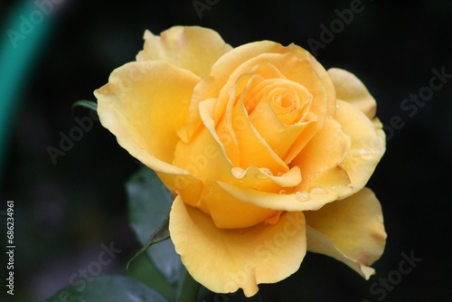 yellow rose closeup