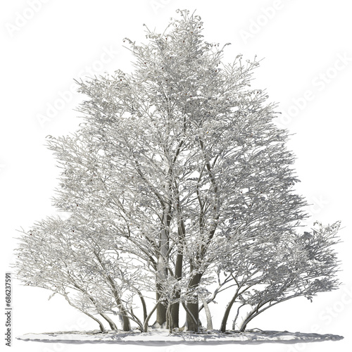 oregon alder tree covered with snow and ice winter hq arch viz cut out photo