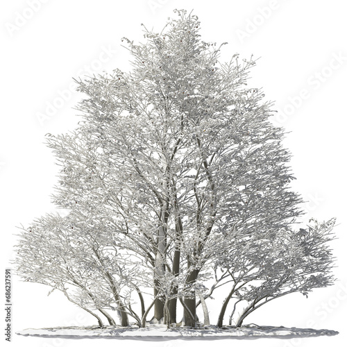 Wallpaper Mural oregon alder tree covered with snow and ice winter hq arch viz cut out Torontodigital.ca