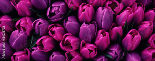 Beautiful tulips of amazing purple color. Spring background.