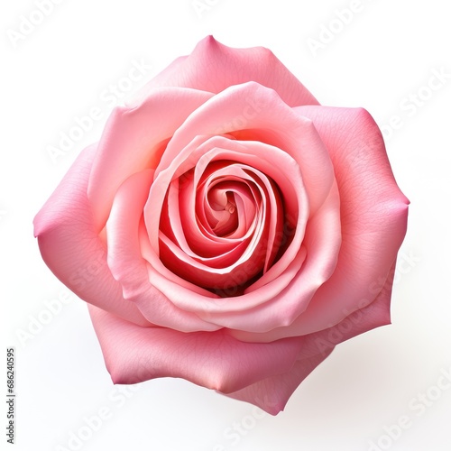 High Definition Pink Rose on White Background