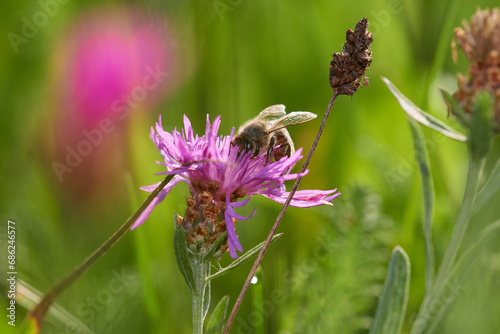 Amazing and hardworking bee on wildflower in summer day, Danubian forest, Slovakia