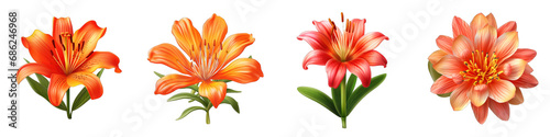 Belamcanda flower clipart collection  vector  icons isolated on transparent background