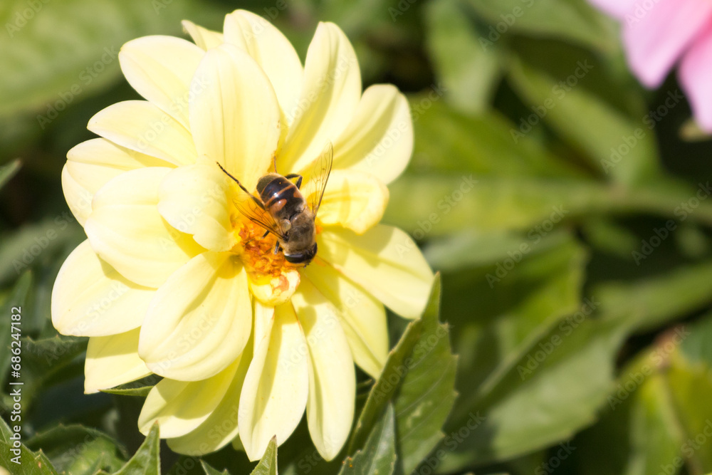 Bee on the yellow flower in summer Bee on the yellow flower in summer