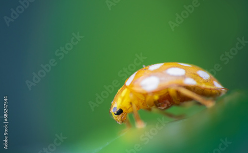 Orange ladybird, halyza sedecimguttata sitting on leaf. Macro animal background photo