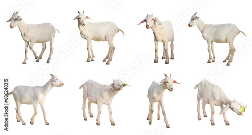 Cute goats isolated on white. Farm animal