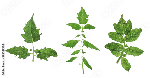 Tomato plant branches with green leaves isolated on white, set