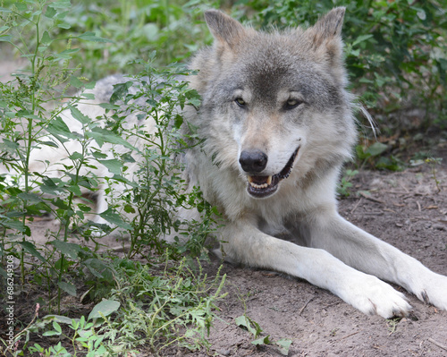 Summer Closeup Of North American Timber Wolf Resting On Ground