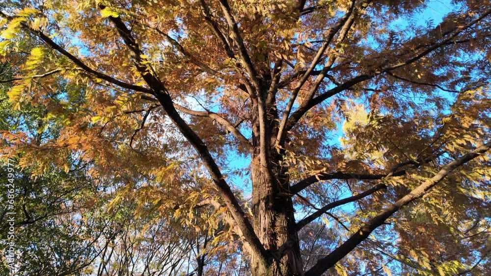 紅葉した大きな木 紅葉した大きな木