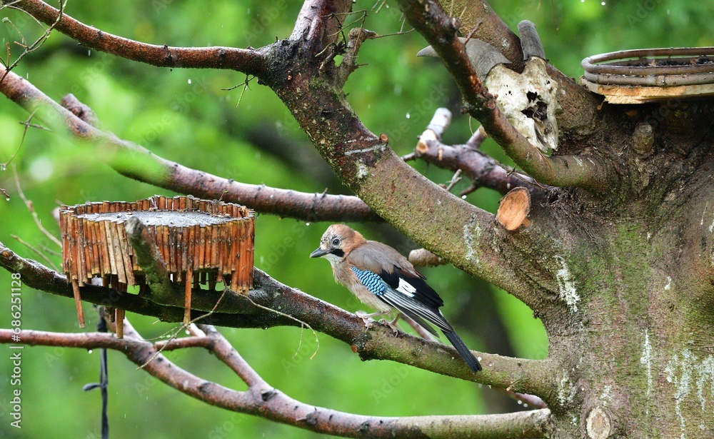 The Eurasian jay eats sunflowers seeds on the fodder rack while raining