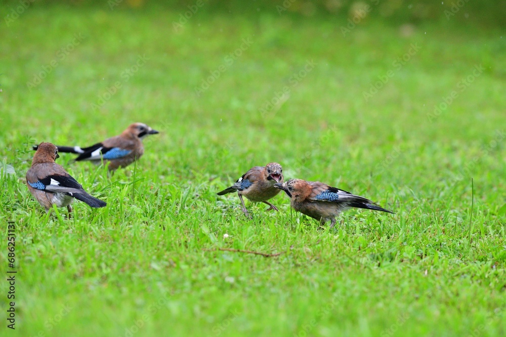 A flock of jays fights among themselves for food in the grass during rain