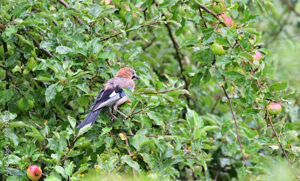The Eurasian jay watching in the tree top between the leaves while rain.