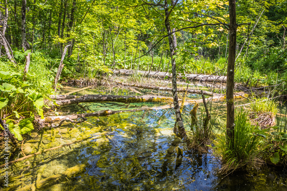 View of fallen trees in the water. Old trees fallen into the water in summer.Breathtaking view in the Plitvice Lakes National Park .Croatia View of fallen trees in the water. Old trees fallen into the water in summer.Breathtaking view in the Plitvice Lakes National Park .Croatia
